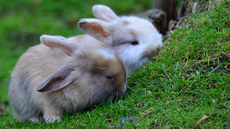 Kaninchen (11).jpg